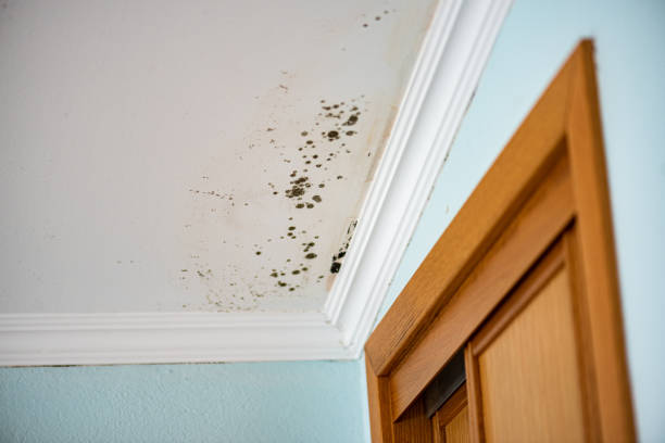 Best Mold Testing  in East Greenville, PA