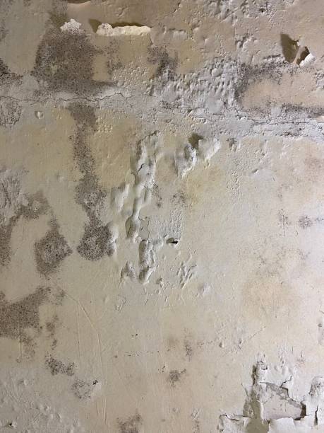 Best Mold Testing  in East Greenville, PA