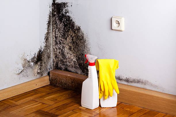 Professional Mold Removal in East Greenville, PA