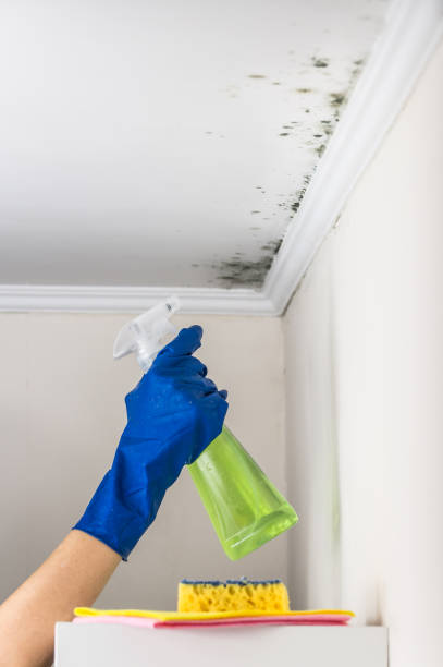 Mold Removal Process in East Greenville, PA